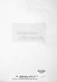 Leptosphaeria acuta image